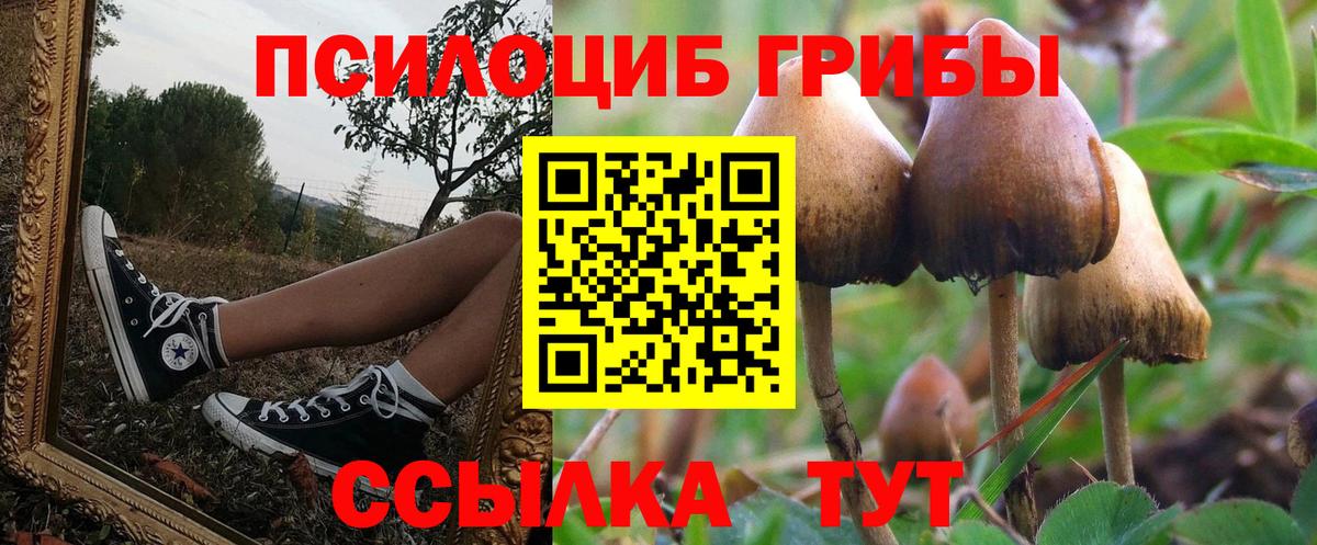 где найти наркотики  Вход с VPN  Сердобск  Галлюциногенные грибы Psilocybine cubensis 
